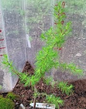 P 1 Live Larch Tree Bonsai Native Larix 11" tall  