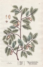 Super Chêne Liège Chêne