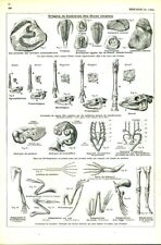 Antique Biology Origin and Evolution Document Living Beings from 1953 Book