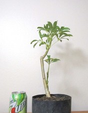 schefflera umbrella plant  for mame shohin bonsai thick trunk