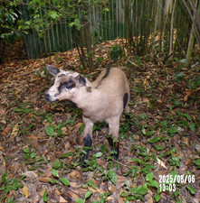 NEW Lamb Lamb Lamb Kid Baby Naturalized Taxidermy Curiosity No. 24