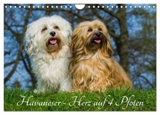 Bichon havanais - un cœur à 4 pattes (Calendrier mural 2026 DIN A4 horizontal), 