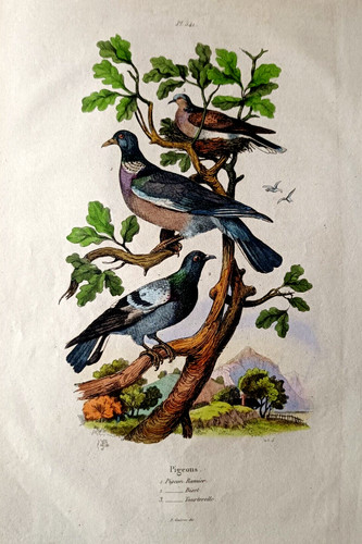 Pigeons ramier biset - pigeons,