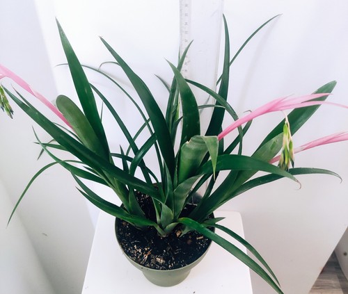 Billbergia nutans - billbergia,