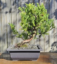 Juniper squamata Expansa