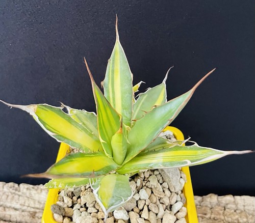 Rare big agave horrida - agave,