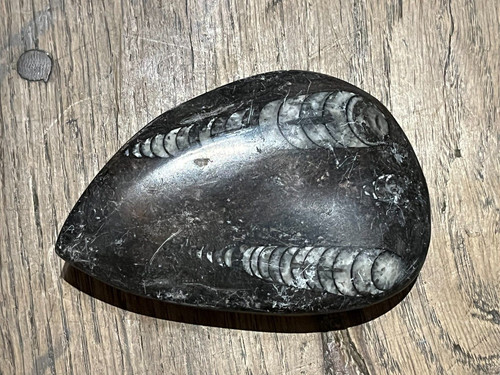 Fossile orthoceras pierre - fossile,