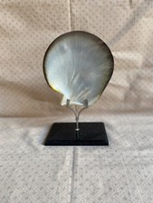 Coquillage Huitre perlière