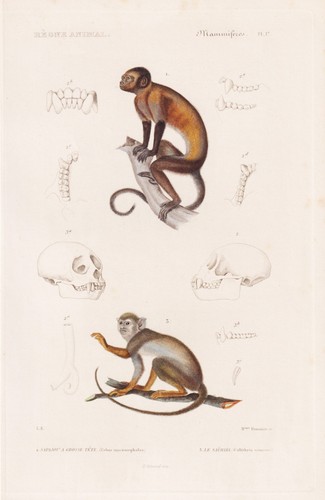 Capucin büscher singe - singe, gravure