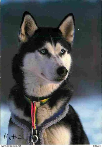 Carte postale animaux - -,