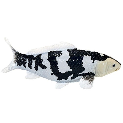 Koi carp shiro utsuri - shiro, noir