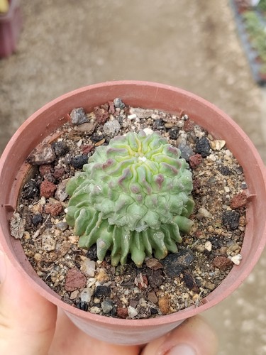 Stenocactus multicostatus