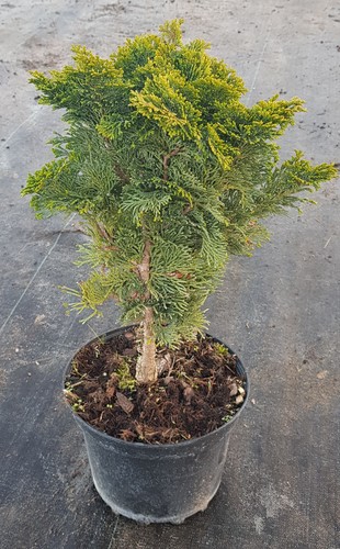 Chamaecyparis obtusa nana - chamaecyparis,