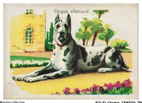 Bcvp1 0028 chromos - -, dogue