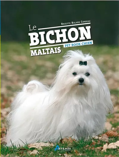 Bichon maltais brigitte - bichon, maltais,