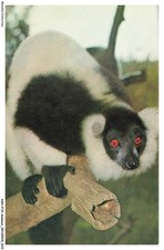 ASHP15-0924-ANIMALS - LEMURIAN VARIEGATUS - MADAGASCAR