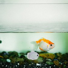 20 Pcs Décoration De Poissons