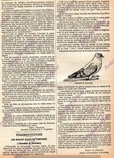 NUREMBERG SWALLOW COLOMBICULTURE PRESS ARTICLE 1929 