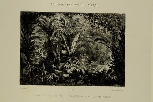 Gravure originale fleuriste - gravure, de