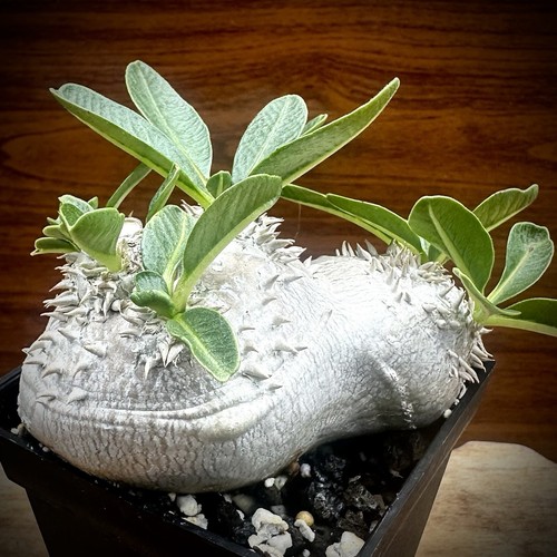 Pachypodium brevicaule - pachypodium, 2.75"