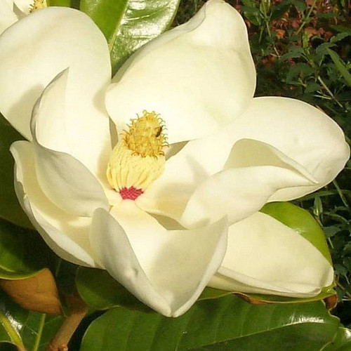 Magnolia grandiflora