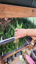 50 Leyland Cypress Starter Landscape Evergreen Bare Root FAST GROWING TREES