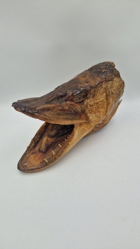Tête brochet naturalisée - brochet,