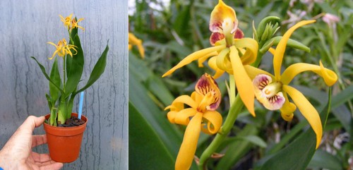 Prosthechea - , (encyclia)