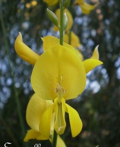 Genet balais cyrisus - balais, -cyrisus
