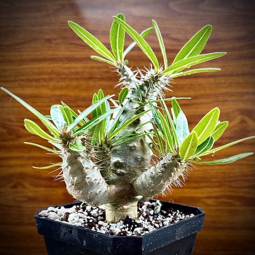Pachypodium cactipes rare - ,