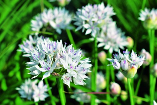 Allium amplectens graceful - allium, 'graceful'
