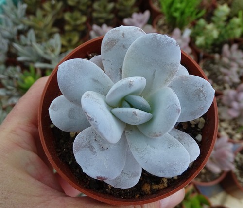 Echeveria laui plante grasse - laui,