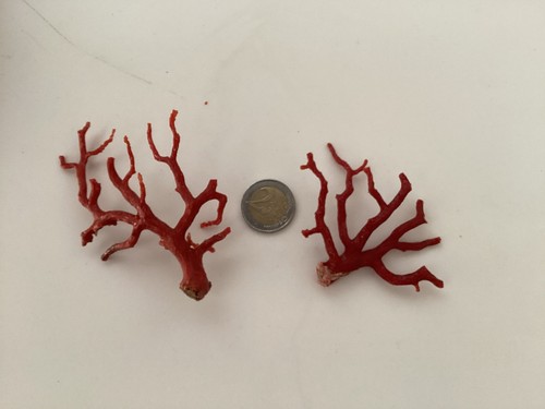 Deux jolies branches corail - branches,