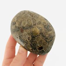 Fossile corail dévonien, Hexagonaria, curiosité