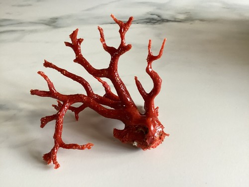 Très grosse branche corail - très,