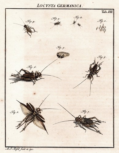 Tab xii sauterelles locusts - xii,