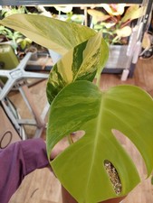 Monstera ‘Yellow Marilyn’