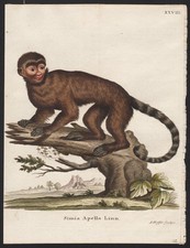 Singe Capucin Tufté Gravure