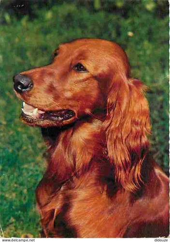 Carte postale animaux - animaux,
