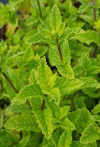 Mentha piperita chartreuse - x,