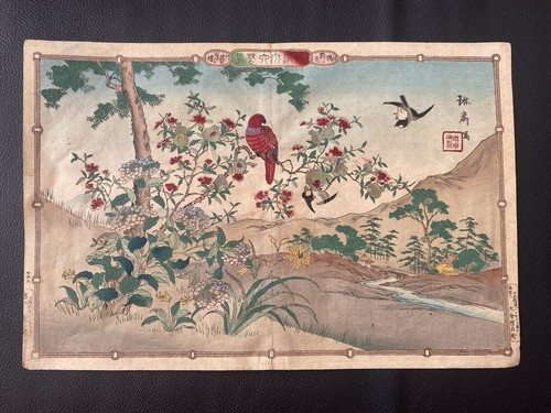 Shiba rinsai perroquet - shiba, rinsai « perroquet