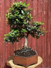BONSAÏ PYRACANTHA COCCINEA/