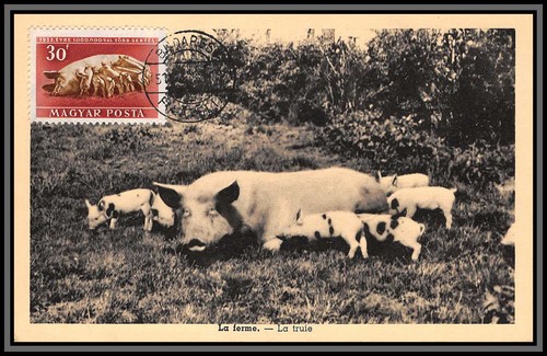56826 987 cochon pig truie - 56826,