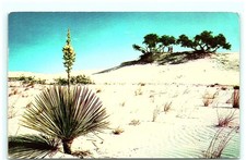 S05-5003, YUCCA IN BLOOM, WHITE SANDS NATL MONUMENT, NM., POSTCARD