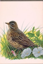 POSTCARD**PIPIT LOUSE - NATURE - BIRDS - WILDLIFE - DRAWING - A.BUZIN 