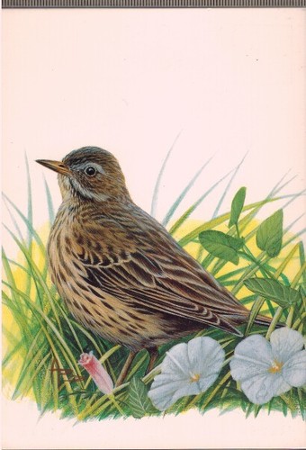 Carte postale pipit farlouse - carte, postale**pipit