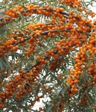 Argousier Podarok Sadu 2L -