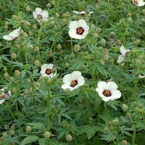 Hibiscus cannabinus seeds - hibiscus,