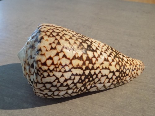 Coquillage new conidae conus - conidae,