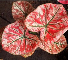 AUTHENTIC Universal Caladium 1 bulb